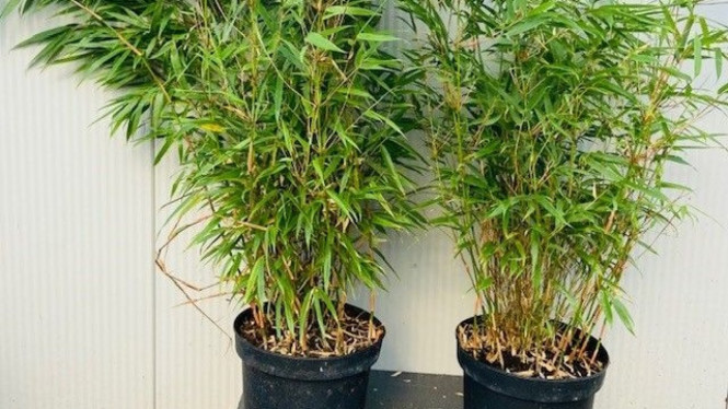 Bambu Jepang