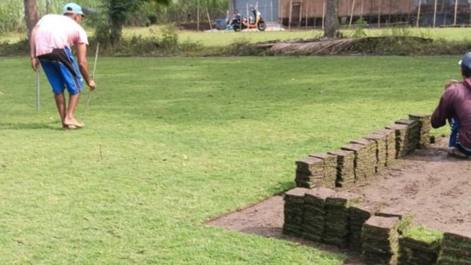 Menanam rumput