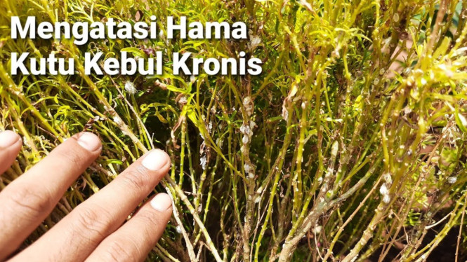 Larutan Tembakau Atasi Kutu