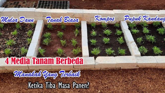 Percobaan Media Tanam Kangkung