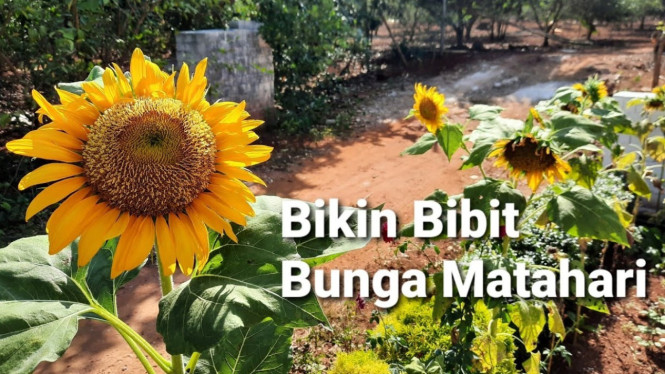 Panduan Panen Biji Matahari