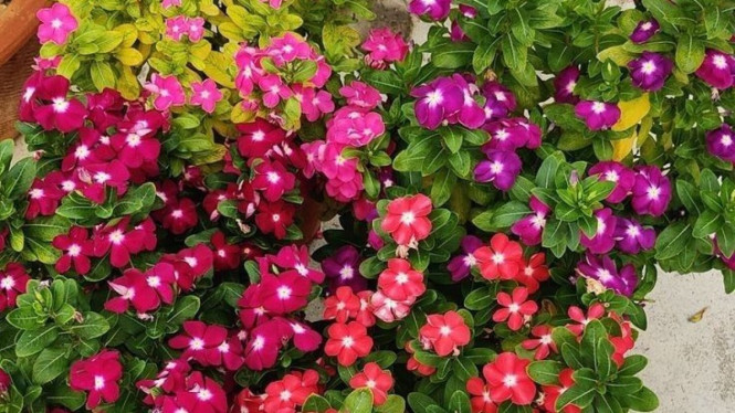 Bunga Vinca