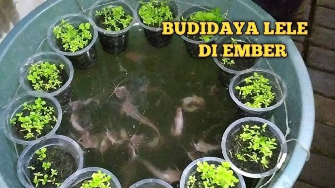 Budidaya Sayur dan Lele