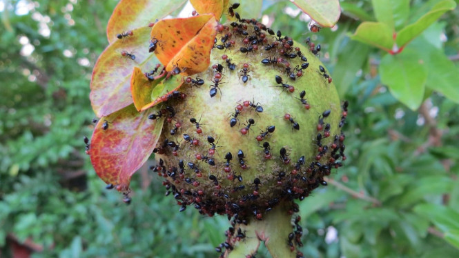 Semut Buat Berkerumun pada Buah-buahan