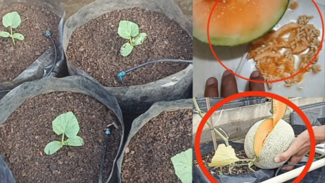 Melon di polybag