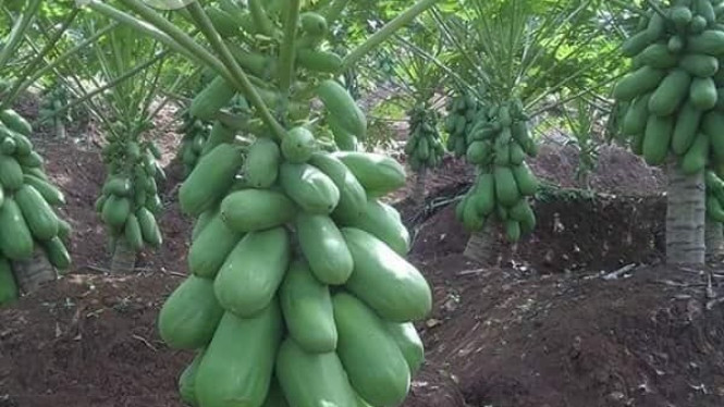 Pohon Pepaya Pendek dan Berbuah Lebat (foto ilustrasi).