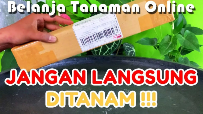 Tanaman beli di online