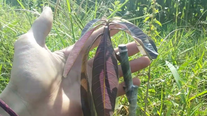 Sambung Pucuk Mangga Lahan