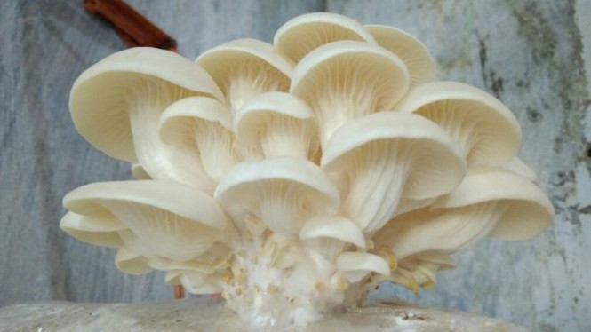 Jamur Tiram (foto ilustrasi).