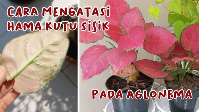 Kutu sisik pada aglonema