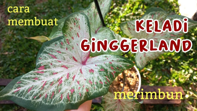 Keladi gingerland jadi rimbun