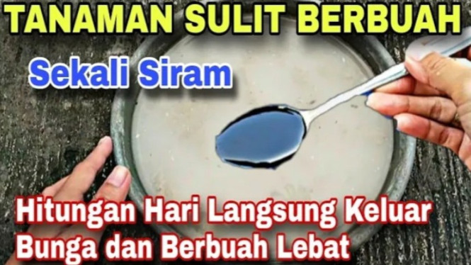Pupuk agar tanaman cepat berbuah