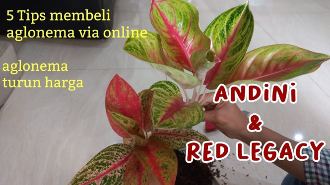 Membeli aglonema via online