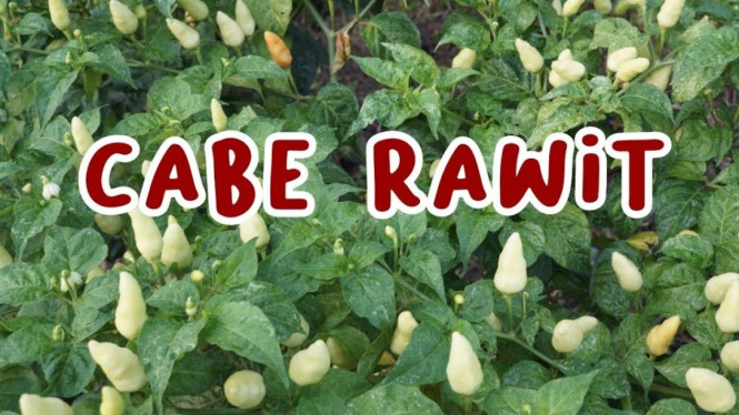 Cabai rawit