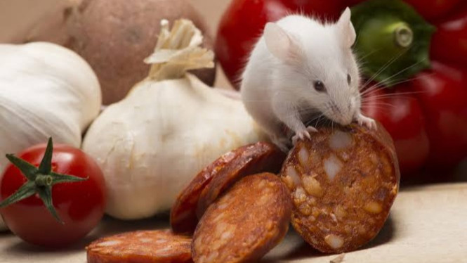 Tikus Sedang Makan