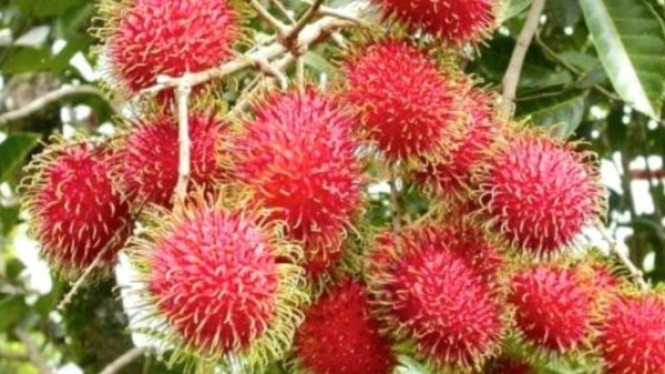Tips perbanyakan pohon rambutan.