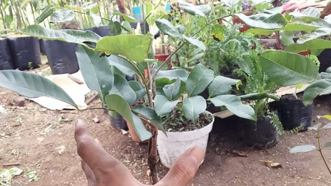 Cara Sambung Kelengkeng