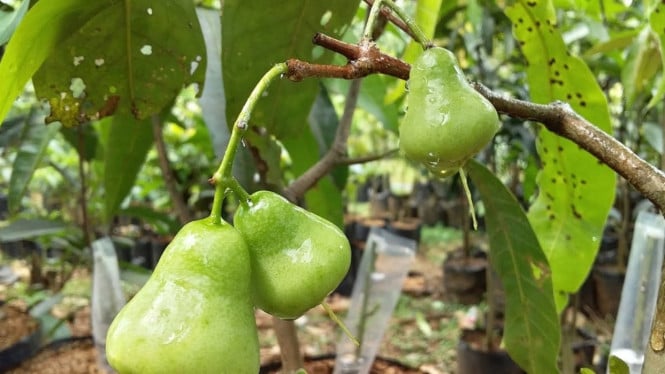 Cangkok vs Sambung Jambu