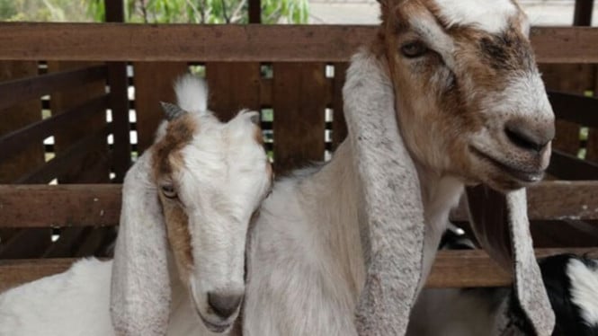 Ternak kambing