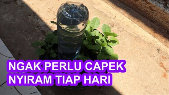 Alat Penyiraman Otomatis Menggunakan Botol Bekas