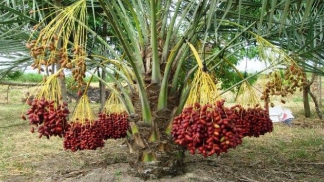 Tanaman kurma