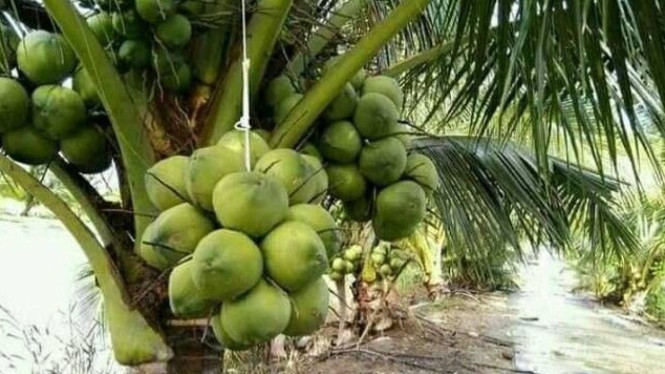 Tanaman Kelapa Genjah Entok