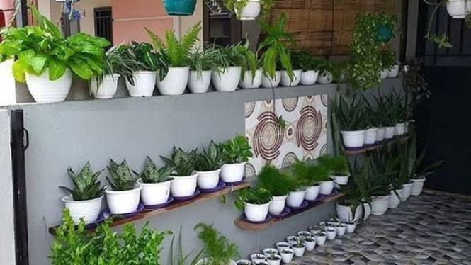 Tanaman Hias untuk Rumah (foto ilustrasi).