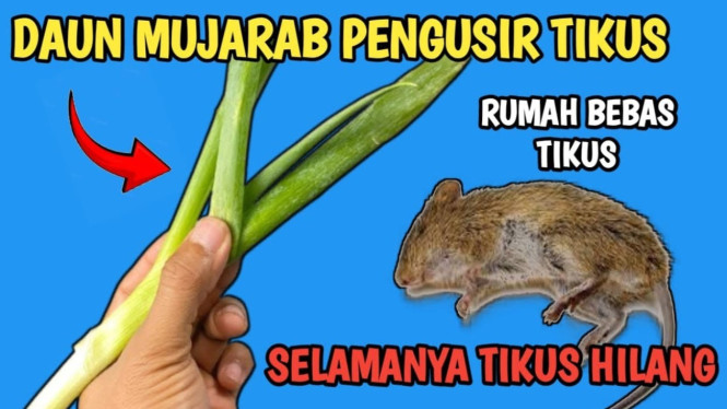 Tutorial Pengusir Tikus Alami