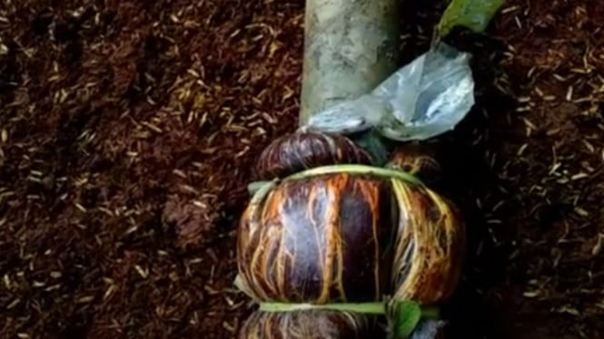 Menanam Jambu Kristal Tabulampot