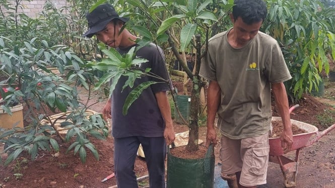 Pemangkasan Akar dan Media