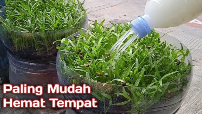 Ilustrasi Menanam Kangkung Semi Hidroponik