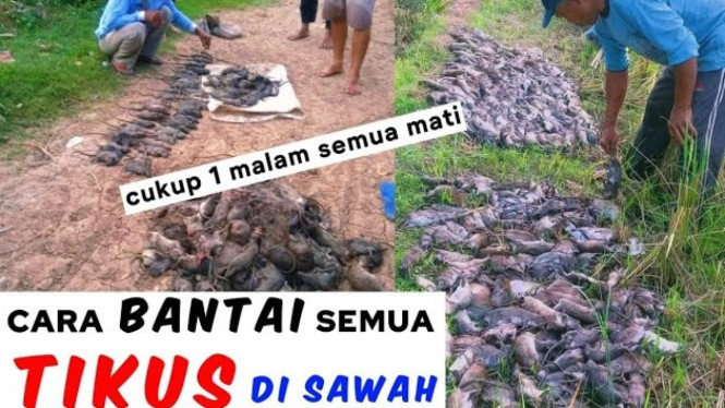 Pengendalian Hama Tikus Sawah