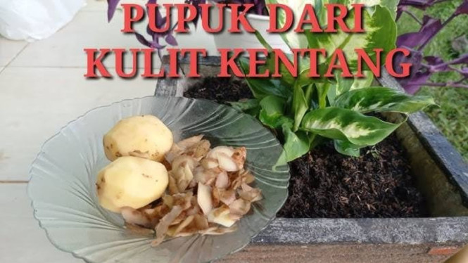 Kentang dan Kulitnya
