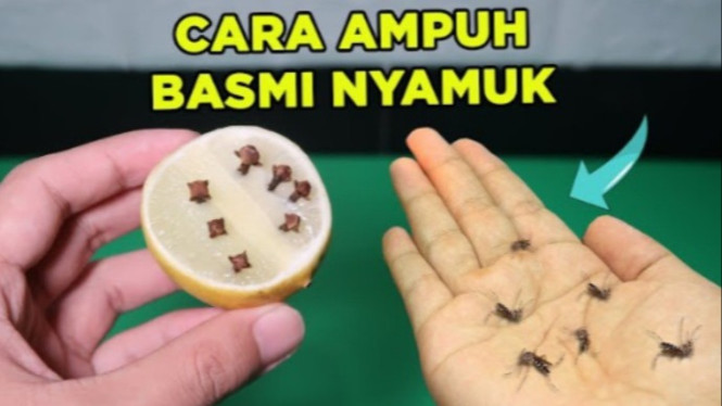 Basmi nyamuk