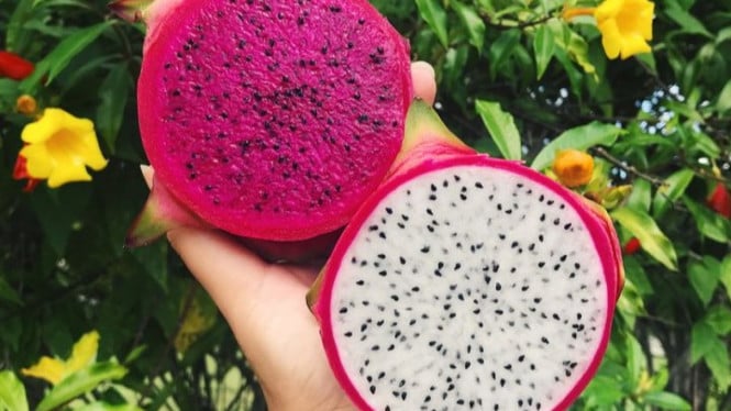 Buah Naga Merah dan Putih (foto ilustrasi).