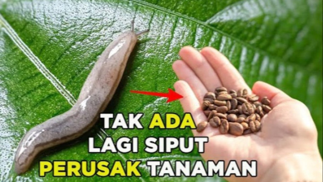 Hama siput