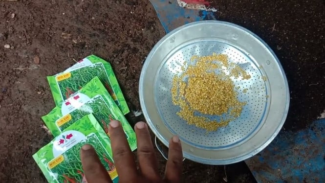 Tutorial Penyemaian Bunga Kol