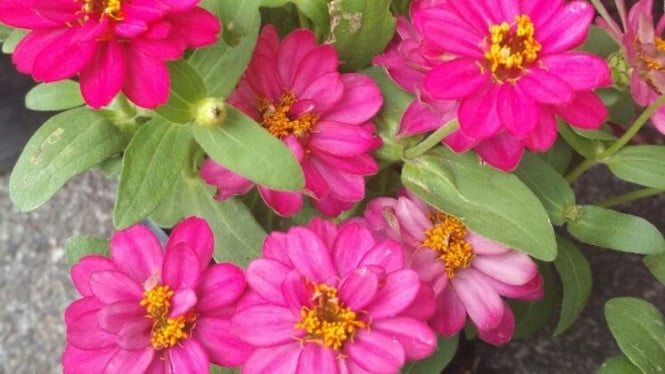 Bunga Zinnia