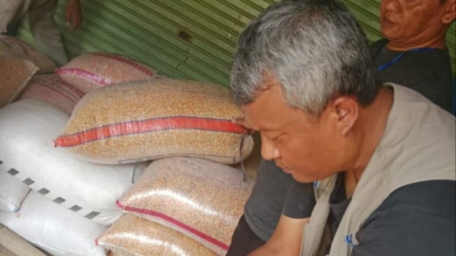 Bulog Subang membeli jagung dari petani