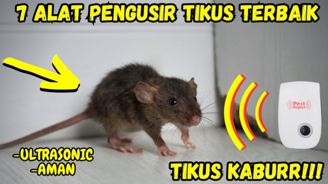 Rekomendasi Alat Pengusir Tikus