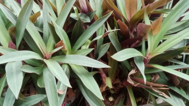 Tanaman Hias Adam Hawa