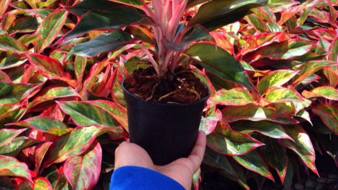 Media Tanam Aglaonema (ilustrasi)