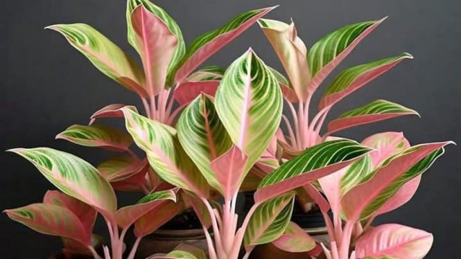 Tanaman Hias Aglaonema (foto ilustrasi)