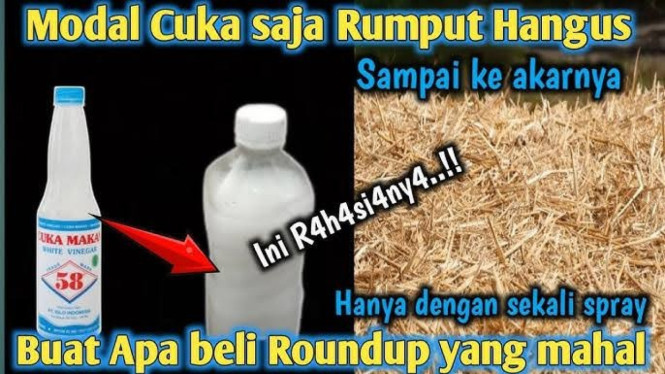 Basmi Rumput Liar dengan Cuka