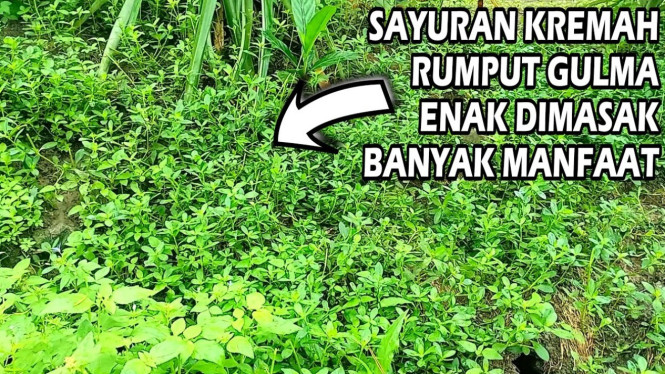 Sayuran kremah