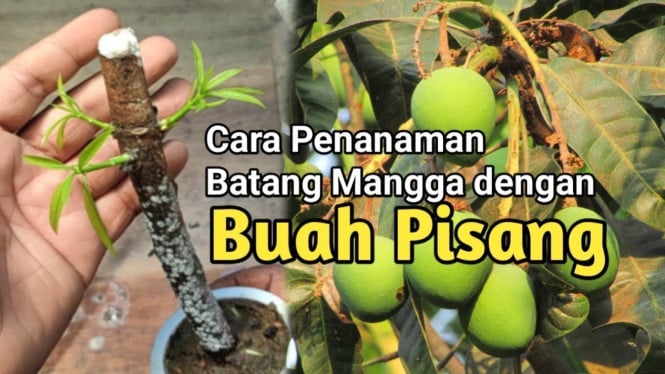 Menanam Mangga di Buah Pisang