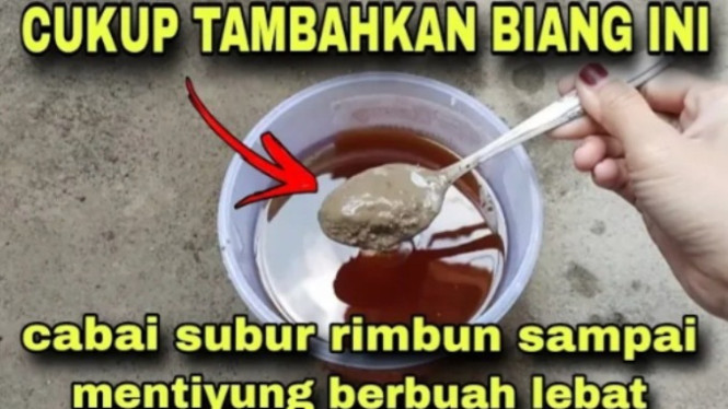 Pupuk agar cabai subur