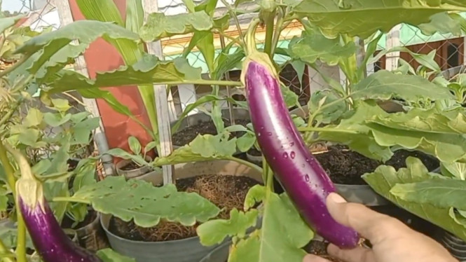 menanam terong di pot