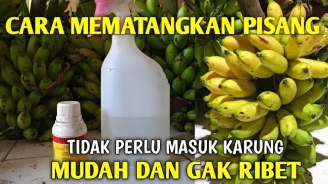 Tutorial matangkan pisang barlin