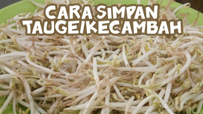 Tauge atau kecambah